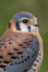 American Kestrel small bird of prey found in North America. Wild raptor. Hooked beak and small...