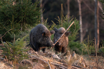 Wild boar searching for food.  European nature. Common wild pig during spring season. Nature in the forest. 