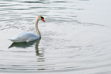 Schwan auf einem winterlichem Bergsee