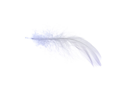 Feather soft. Multicoloured pastel angel feather closeup texture isolated on white background in macro photography, soft focus. Fashion color trends spring summer.