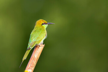 Green Bee-eater
The green bee-eater, also known as little green bee-eater, is a near passerine bird in the bee-eater family.