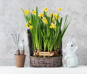 Easter festive background with spring flowers in a basket and Easter bunny on a wooden table