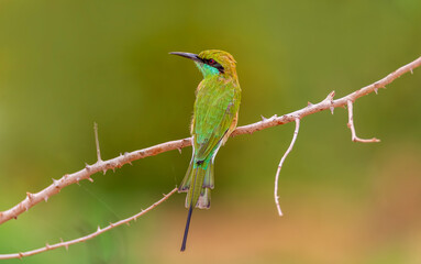 Green Bee-eater
The green bee-eater, also known as little green bee-eater, is a near passerine bird in the bee-eater family.