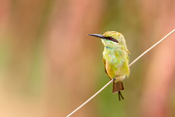 Green Bee-eater
The green bee-eater, also known as little green bee-eater, is a near passerine bird in the bee-eater family.