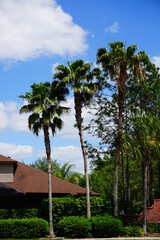 Fototapeta na wymiar Beautiful palm tree in a Florida community
