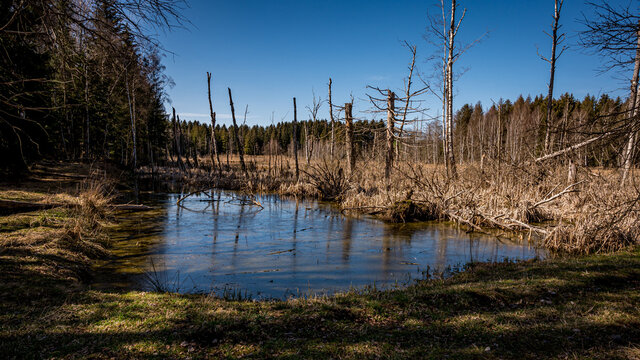 Swamp landscape. Bog vegetation painted in spring, grass, bog pines. Switzerland.