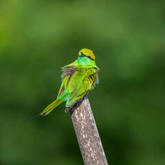 Green Bee-eater
The green bee-eater, also known as little green bee-eater, is a near passerine bird in the bee-eater family.