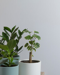 indoor plants in pots on a gray background
