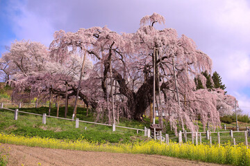 2021年　三春町　滝桜
