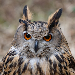 European eagle-owl (Bubo bubo) is a species of large owl that resides in much of Eurasia. Also called the European eagle-owl. large brown bird of prey. Background close up of the head and orange eyes