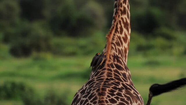 The giraffe Giraffa camelopardalis is an African even-toed ungulate mammal, the tallest living terrestrial animal and the largest ruminant. It is classified under the family Giraffidae.