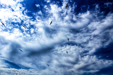 Seagulls flying under cloudy and blue sky