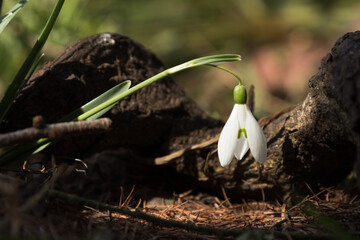 A single snowdrop lit by the spring sun