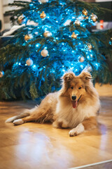 Owczarek szkocki, pies lassie pod choinką, świąteczny czas