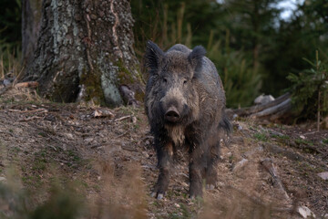 Wild boar searching for food.  European nature. Common wild pig during spring season. Nature in the forest. 