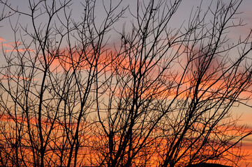 Dark tree branches against a bright pink, orange sky. Autumn evening in the park with a beautiful view. Sunset against the backdrop of a beautiful sky through the branches.