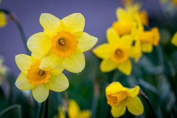 yellow daffodils in spring