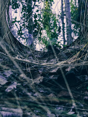 christmas tree with snow