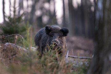 Wild boar searching for food.  European nature. Common wild pig during spring season. Nature in the...