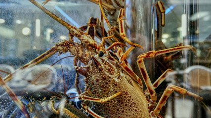 Obraz na płótnie Canvas In seafood restaurants, live lobsters are kept in aquariums so that they are perfectly fresh when served