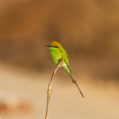Green Bee-eater.
The green bee-eater, also known as little green bee-eater, is a near passerine bird in the bee-eater family.