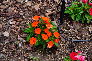 colorful impatiens walleriana flower	in a garden
