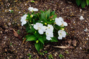 colorful impatiens walleriana flower in a garden