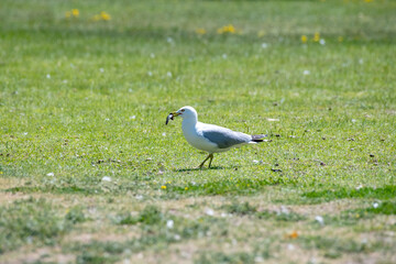 Ring-billed gull standing in grass with a freshly caught catfish in its bill in Canada