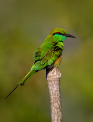 Green Bee-eater.
The green bee-eater, also known as little green bee-eater, is a near passerine bird in the bee-eater family.