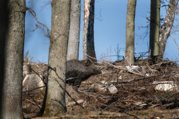 Wild boar searching for food.  European nature. Common wild pig during spring season. Nature in the forest. 
