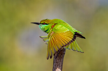Green Bee-eater.
The green bee-eater, also known as little green bee-eater, is a near passerine bird in the bee-eater family.