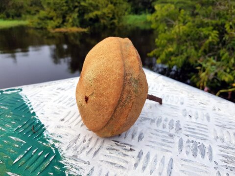 Monkey pot seed capsule of Lecythis ibiriba, is a genus of woody plant in the Lecythidaceae family first described as a genus in 1758. Amazon, Brazil