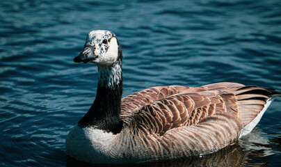 country goose swimming