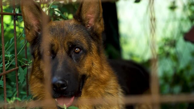 Image of a german shepherd at a small dog kennel