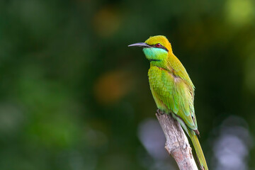 Green Bee-eater.
The green bee-eater, also known as little green bee-eater, is a near passerine bird in the bee-eater family.