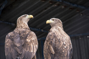Two proud eagles on a dark background.