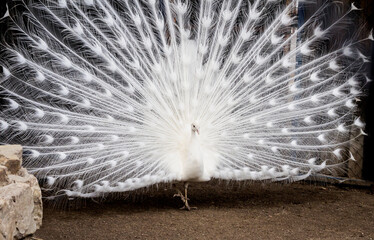 White peacock with a spreading tail. A gorgeous bird.