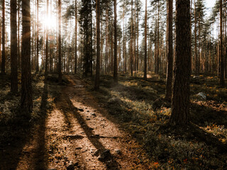 Fototapeta premium Nature path in the moody pine forest. Long tree shadows laying on the path.