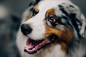 Owczarek australijski blue merle