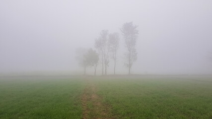 Obraz na płótnie Canvas Tree in the worst smog