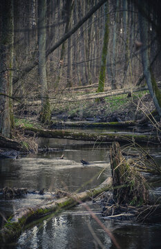 fallen trees in the river © Piotr