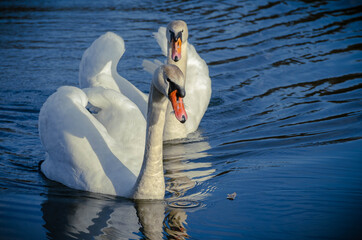 two swans on lake