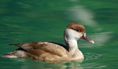 nette rousse