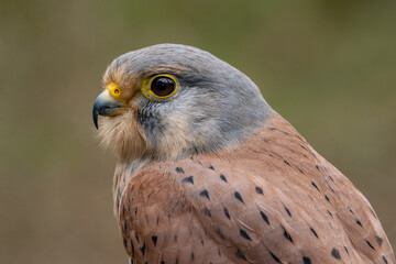 Kestrel, European common bird of prey, wildlife in Britain. Male Kestrel hovering raptor and hunter. falco tinnunculus