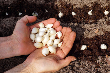 Spring onions. The gardener shows the young bulbs before planting them in the ground.