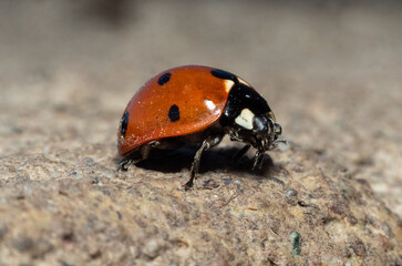 Lady Bug