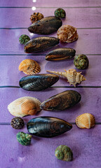 seashells and mussels in a combination of shapes on a colored background