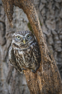 European Little Owl male Owl camouflaged on a piece of wood staring at the camera with big yellow eyes