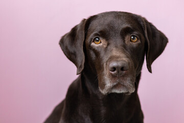 A chocolate-colored Labrador retriever dog looks into the camera, against a pink background. dog and human friendship, care and love for pets