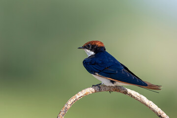 Wire-tailed swallow.
The wire-tailed swallow is a small passerine bird in the swallow family. 